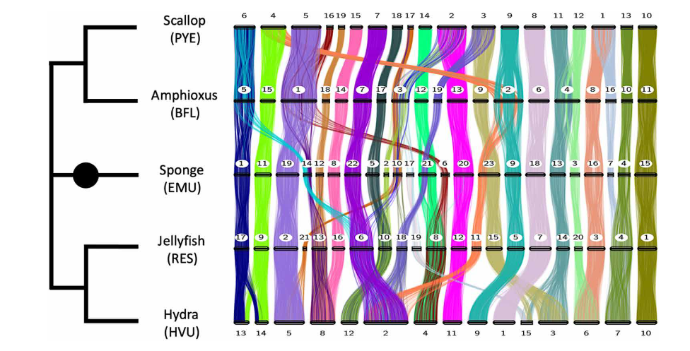 Conservation of Synteny found by Simakov et al. 2022