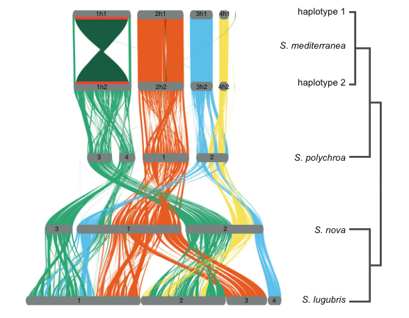 Chromosome synteny in Schmidtea